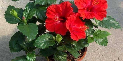 Zašto listovi hibiskusa požute?